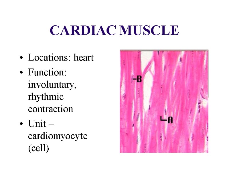 CARDIAC MUSCLE  Locations: heart Function: involuntary, rhythmic contraction Unit – cardiomyocyte (cell)